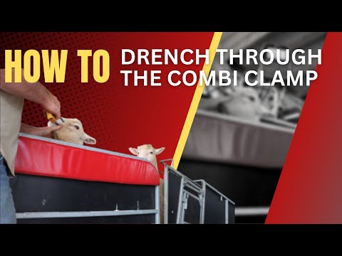 How-to video on drenching sheep with the Combi Clamp